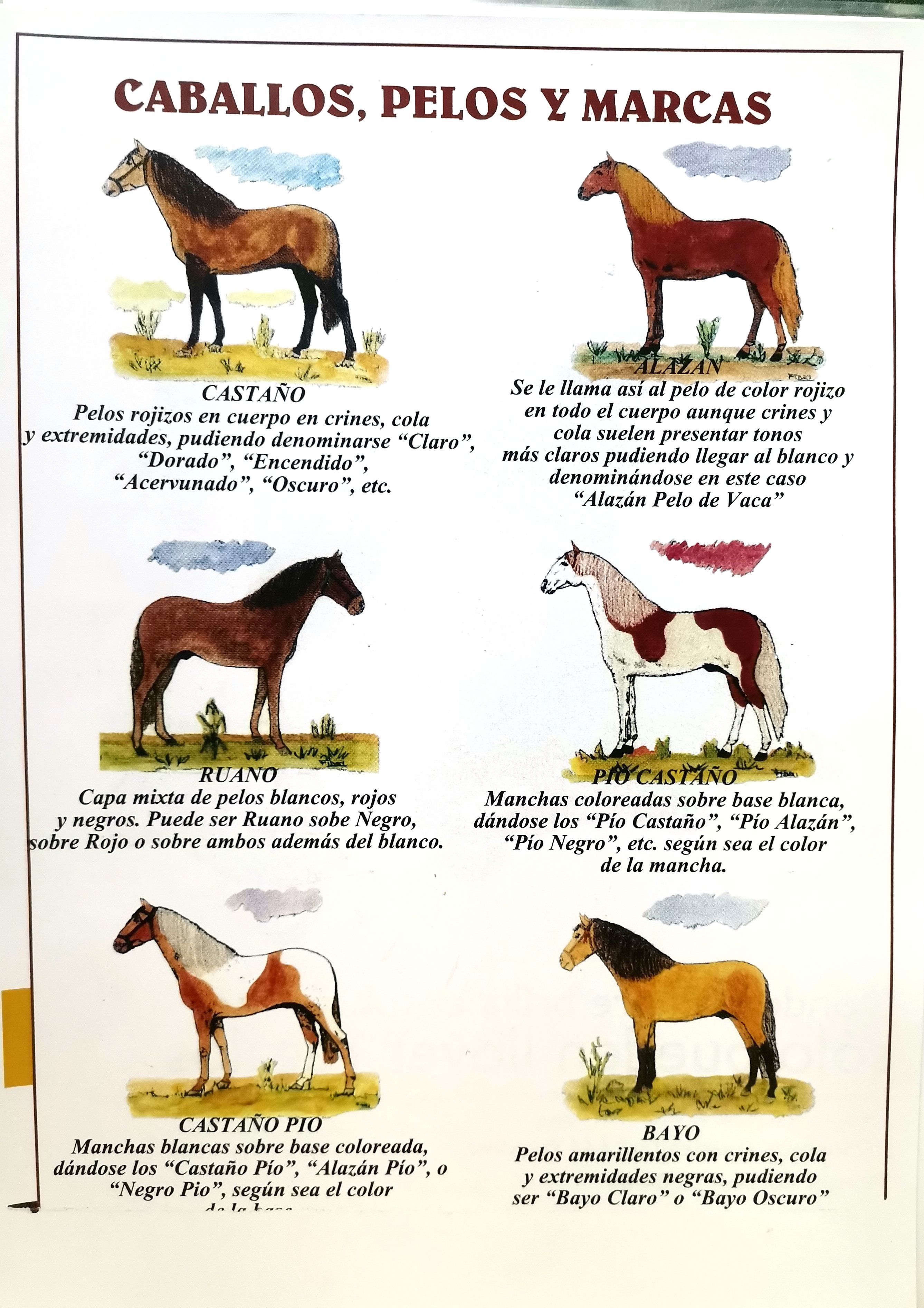 REPRODUCCION CARTEL CABALLOS, PELOS Y MARCAS