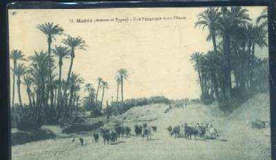 POSTAL DE MARRUECOS - MAROC SCENES ET TYPES UNE PALMERAIE DANS L'OASIS