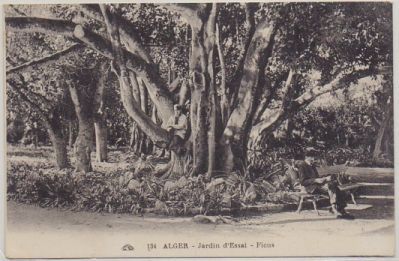 POSTAL DE AFRICA. ALGER. JARDIN D'ESSAI-FICUS