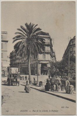 POSTAL DE ARGELIA. ALGER. RUE DE LA LIBERTE. LE PALMIER