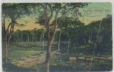 POSTAL DE ARGENTINA. BOSQUE SALTA