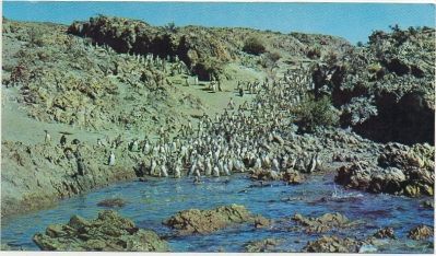 POSTAL DE ARGENTINA. CAMARONES. VHUBUT