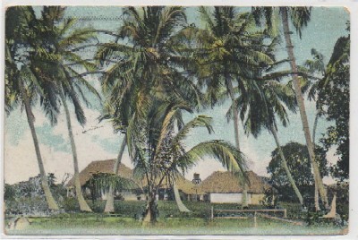 POSTAL DE CUBA. PALMERAS REALES