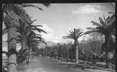 POSTAL DE ALMERIA - Nº 1007 PASEO DE PALMERAS - PARQUE