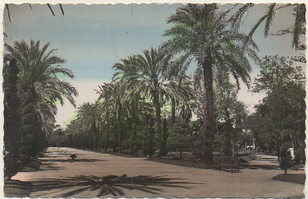POSTAL DE CADIZ. PARQUE GENOVES. PASEO CENTRAL