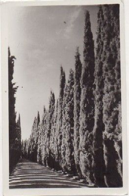 POSTAL DE GRANADA. PASEO DE LOS CIPRESES