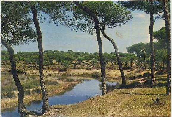 POSTAL DE HUELVA. PUNTA UMBRIA. EL CAÑO DE LA CULATA Nº 2037