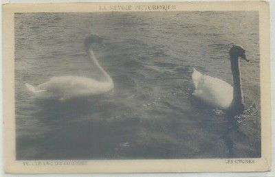 POSTAL DE ANIMALES. LE LAC DU BOURGET. LES CYGNES