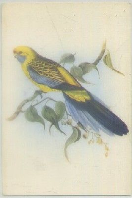 POSTAL DE ANIMALES. PLATYCERCUS FLAVEOLUS. J. GOULD