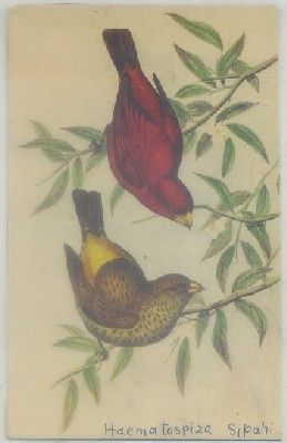 POSTAL DE ANIMALES. PAJAROS