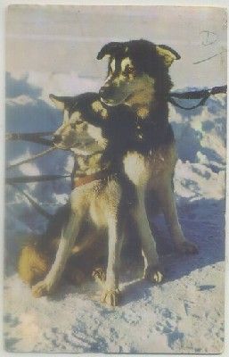 POSTAL DE ANIMALES. PERROS