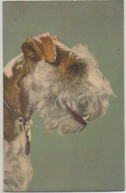 POSTAL DE ANIMALES. PERROS. FOX TERRIER Nº 155
