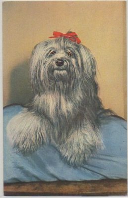 POSTAL DE ANIMALES. PERROS. YORKSHIRE TERRIER Nº 8