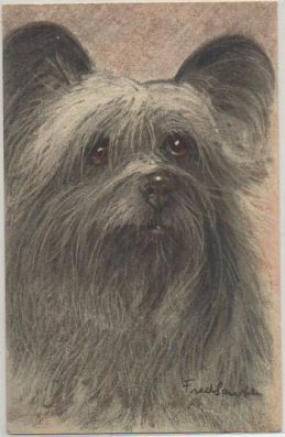 POSTAL DE ANIMALES. PERROS. SKYE TERRIER Nº 67