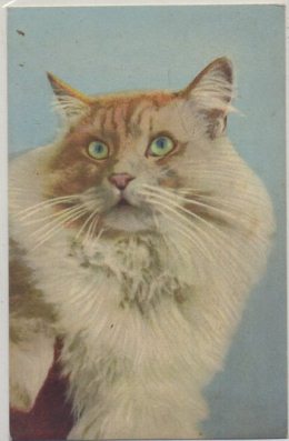 POSTAL DE ANIMALES. GATOS Nº 93