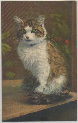 POSTAL DE ANIMALES. GATOS Nº 56