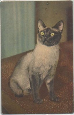 POSTAL DE ANIMALES. GATOS Nº 57