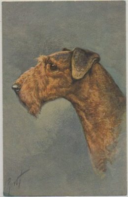 POSTAL DE ANIMALES. PERROS. AIRDALE TERRIER Nº 100