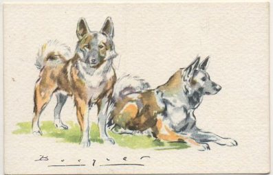POSTAL DE ANIMALES. PERROS. SERIE B Nº 11