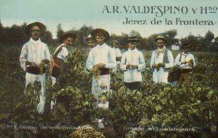 POSTAL PUBLICITARIA ANTIGUA DE JEREZ DE LA FRONTERA.  A.R.VALDESPINO Y HNO. Nº 3. GRUPO DE VENDIMIADORES.