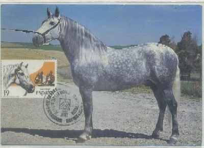 POSTAL DE JEREZ. BRIOSO Vl. PURA RAZA ESPAÑOLA CARTUJANA