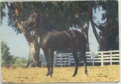 POSTAL DE JEREZ. EL CABALLO EN ANDALUCIA