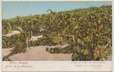 POSTAL ANTIGUA DE JEREZ. PEDRO DOMECQ. GRUPO DE CEPA EN MARCHARNUDO AÑO 1902