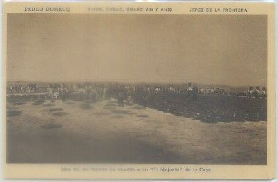 POSTAL ANTIGUA DE JEREZ. PEDRO DOMEC. UNA FAENA DE VENDIMIA EN -EL MAJUELO-
