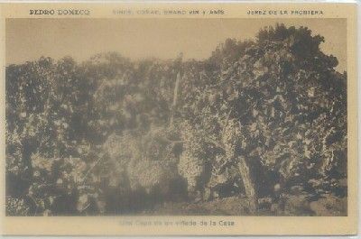 POSTAL ANTIGUA DE JEREZ. PEDRO DOMEC. UNA CEPA DE UN VIÑEDO DE LA CASA