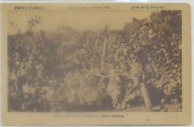 POSTAL ANTIGUA DE JEREZ. PEDRO DOMEC. UNA CEPA DE UN VIÑEDO DE PEDRO DOMECQ