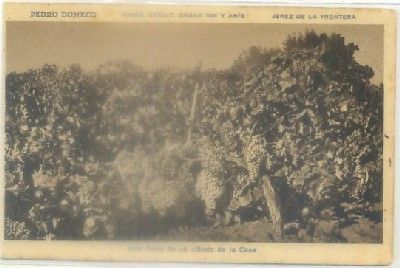 POSTAL ANTIGUA DE JEREZ. PEDRO DOMECQ. UNA CEPA DE UN VIÑEDO DE LA CASA