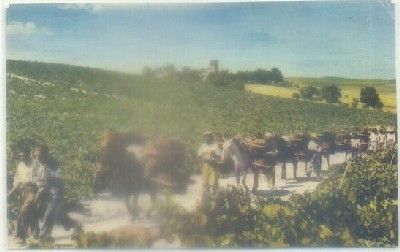 POSTAL DE JEREZ. PEDRO DOMECQ. VISTA DEL VIÑERO EL MAJUELO