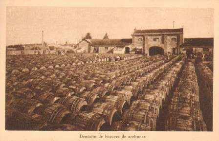 SEVILLA. POSTAL ANTIGUA DE ACEITUNAS. DEPOSITO DE BOCOYES DE ACEITUNAS.
