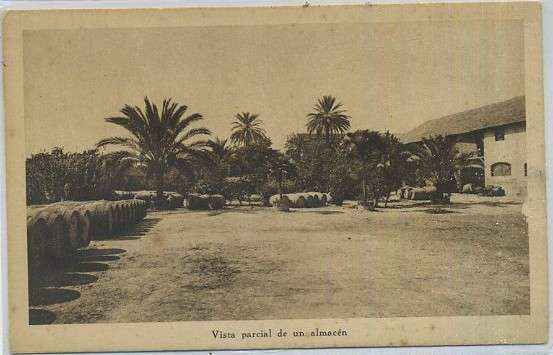 POSTAL ANTIGUA DE ACEITUNAS. VISTA PARCIAL DE UN ALMACEN.
