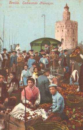 POSTAL ANTIGUA DE SEVILLA. EMBALANDO NARANJAS.