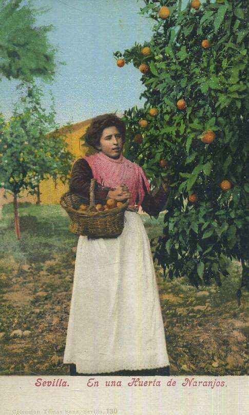 POSTAL ANTIGUA DE SEVILLA EN UNA HUERTA DE NARANJOS