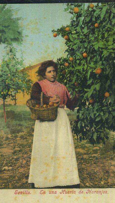 POSTAL ANTIGUA DE SEVILLA EN UNA HUERTA DE NARANJOS