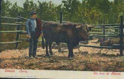 POSTAL ANTIGUA DE SEVILLA FERIA UN TORO DE MIURA