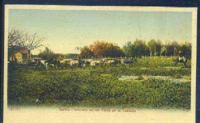 POSTAL DE SEVILLA - ENTRADA DE LOS TOROS EN LA TABLADA
