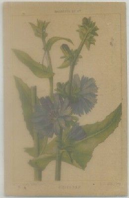 POSTAL DE FLORES. CHICORÈE