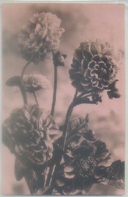 POSTAL DE FLORES. Nº 7990