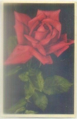 POSTAL DE FLORES. 10