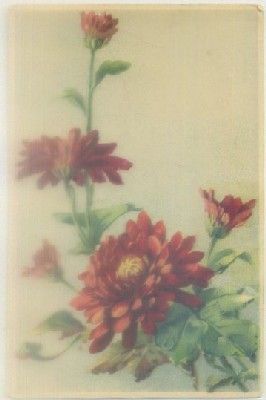 POSTAL DE FLORES.