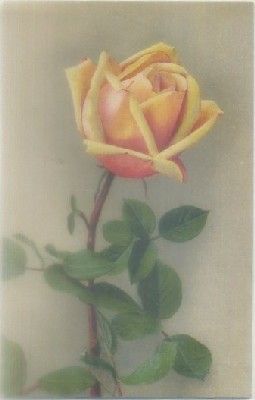 POSTAL DE FLORES.