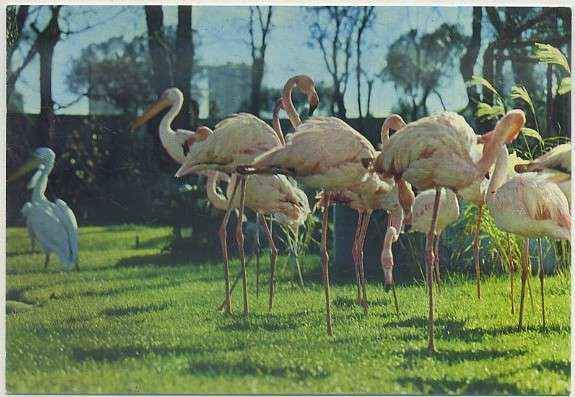 POSTAL MADRID: ZOO DE LA CASA DE CAMPO. FLAMENCO ROJO Nº 4