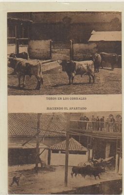 POSTAL TAURINA. TOROS EN LOS CORRALES. HACIENDO EL APARTADO