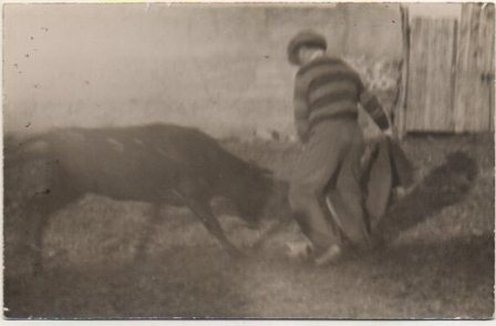 POSTAL TAURINA. FOTOGRAFICA. EN UNA CAPEA TAURINA