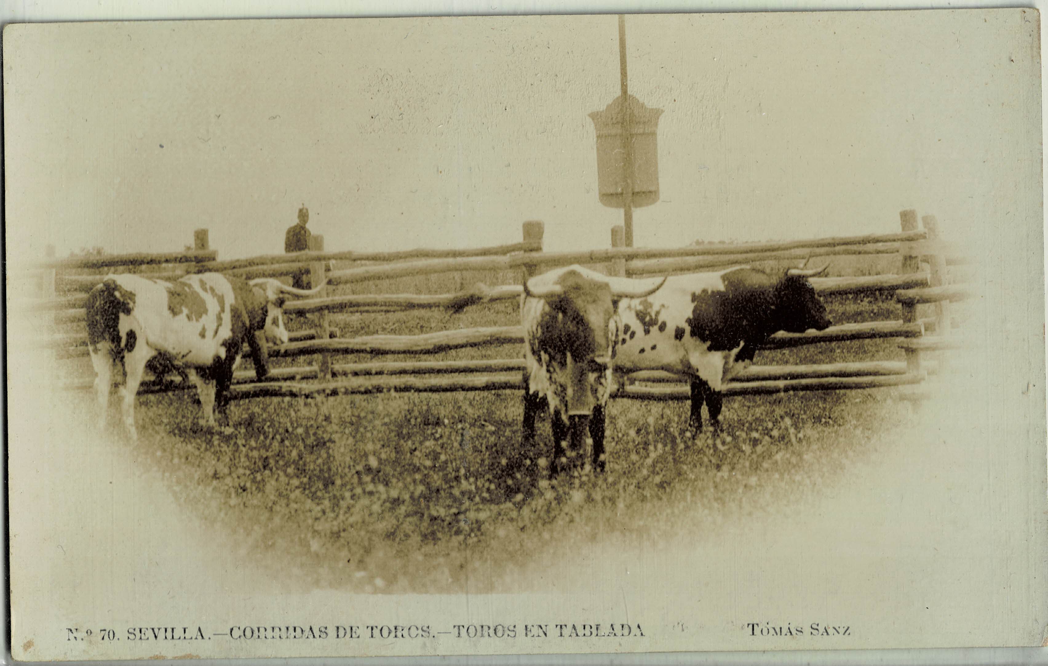 POSTAL TAURINA. SEVILLA. CORRIDAS DE TOROS. TOROS EN TABLADA Nº 70