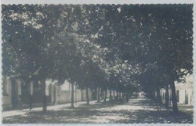 POSTAL DE ALICANTE. DENIA. PASEO MARQUES DEL CAMPO